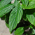 Pachistachis - Green Online