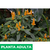 Pachistachis - tienda online