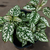 Hypoestes blanca - comprar online