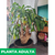 Palito de agua - tienda online