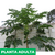 Papaya - Green Online