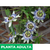 Pasionaria azul - Green Online