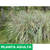 Paspalum exaltatum en internet