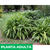 Pasto palmera en internet
