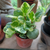 Peperomia magnofolia en internet