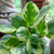 Peperomia magnofolia - comprar online