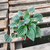Peperomia rugosa en internet