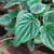 Peperomia rugosa - comprar online