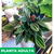 Peperomia rugosa - tienda online