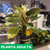 Philodendro birkin - tienda online