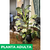 Philodendro birkin - Green Online