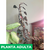 Philodendro Pink Princess - Green Online