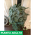 Potus silver - Green Online