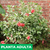Rosa china variegada - Green Online