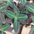 Ruellia makoyana en internet