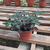 Ruellia makoyana - Green Online