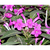 Ruellia makoyana - tienda online
