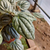 Peperomia rugosa plateada - comprar online