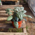 Peperomia rugosa plateada - Green Online