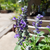 Salvia farinacea - comprar online