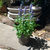 Salvia farinacea en internet