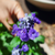 Salvia farinacea - Green Online