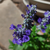Salvia farinacea - tienda online