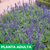 Imagen de Salvia farinacea