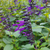 Salvia guaranítica violeta