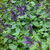 Salvia guaranítica violeta - comprar online
