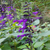 Salvia guaranítica violeta en internet