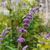 Salvia leucantha - comprar online