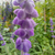 Salvia leucantha - Green Online