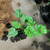 Sandia - Green Online