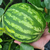 Sandia - comprar online