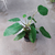 Philodendro sanguineo - comprar online