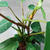 Philodendro sanguineo - Green Online