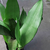 Sansevieria moonshine enana en internet