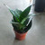 Sansevieria enana en internet