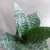 Sansevieria enana - comprar online