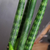 Sansevieria pikachu en internet