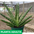 Sansevieria pikachu - Green Online