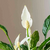 Spathyphillium Domino - comprar online