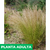 Stipa - Green Online