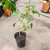Tomate platense en internet