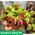 Venus flytrap - tienda online