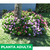 Vinca