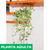 Vinca variegada - tienda online