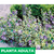 Imagen de Vinca variegada