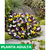 Viola cornuta - tienda online